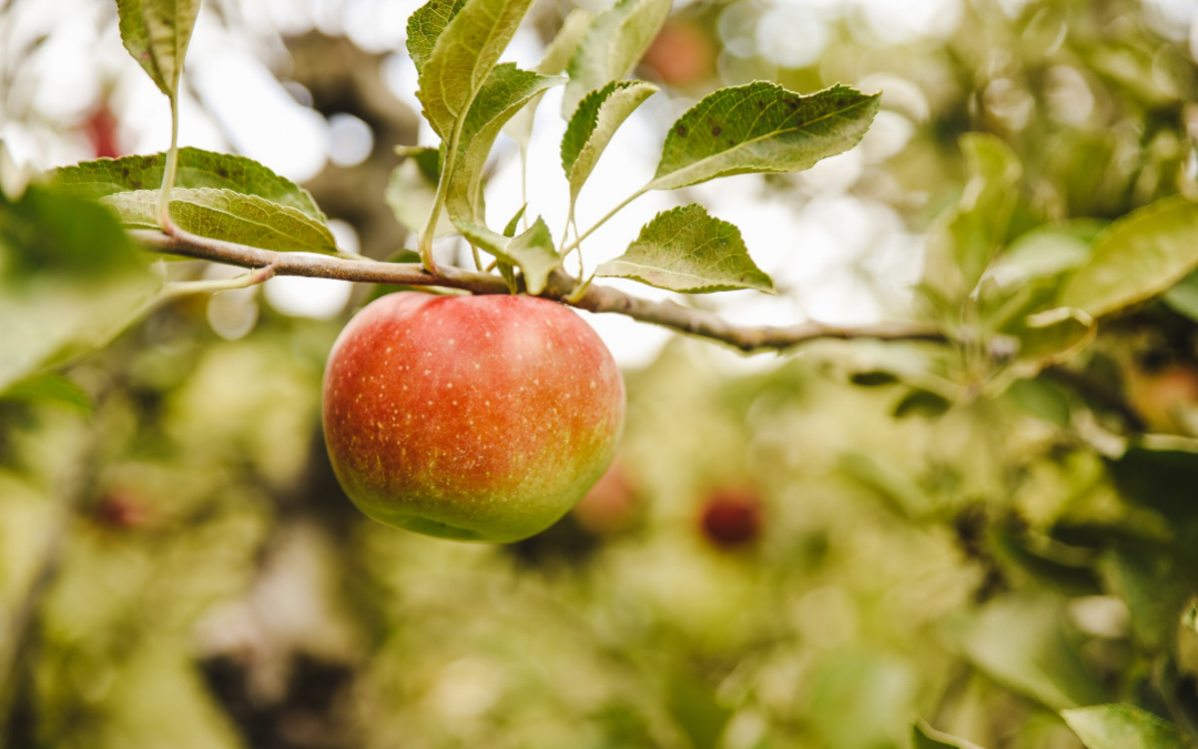 L’accord parfait : et si vous osiez le cidre ?