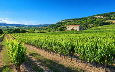 Les secrets des grandes appellations de la vallée du Rhône